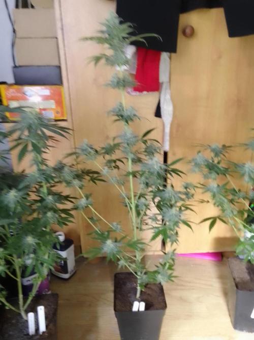 SUNSET SHERBET GO FAST. Week 10