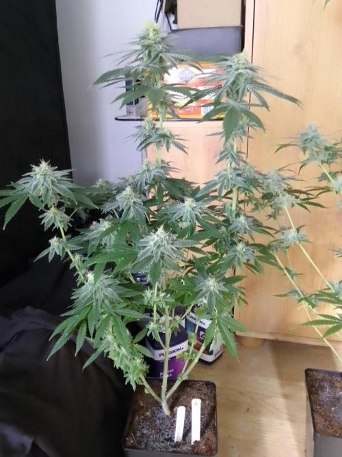 SUNSET SHERBET GO FAST. Week 10