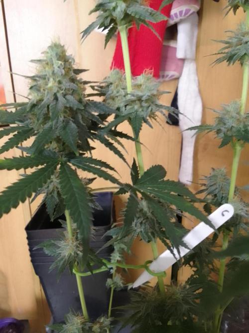 PURE SKUNK . Week 9