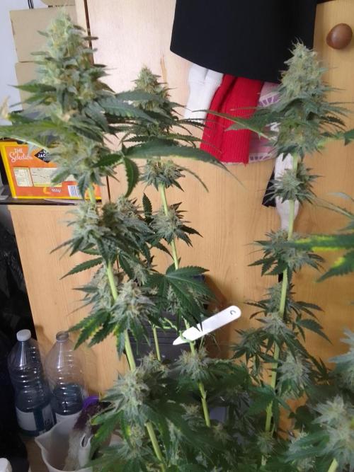 PURE SKUNK . Week 9