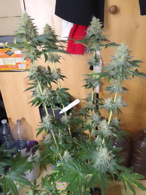 PURE SKUNK . Week 9