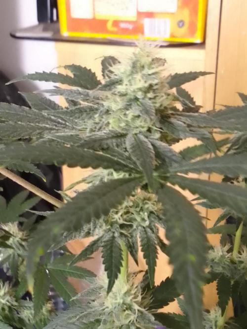 PURE SKUNK . Week 9