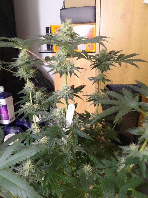 PURE SKUNK . Week 9