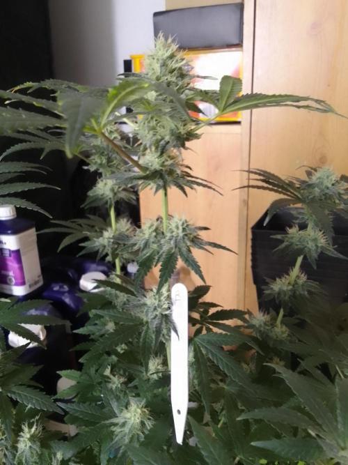 PURE SKUNK . Week 9