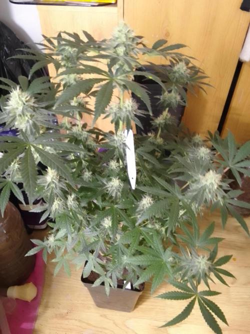 PURE SKUNK . Week 9