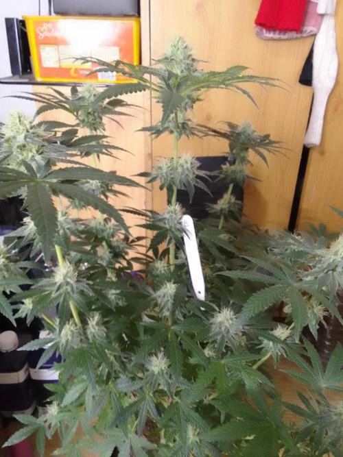 PURE SKUNK . Week 9