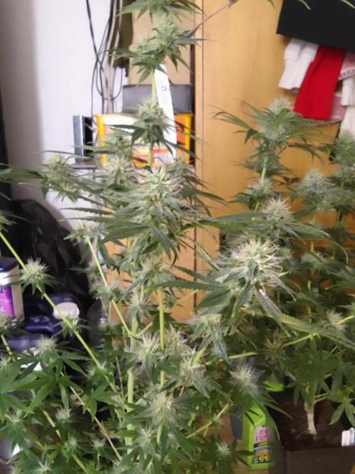 PURE SKUNK . Week 9