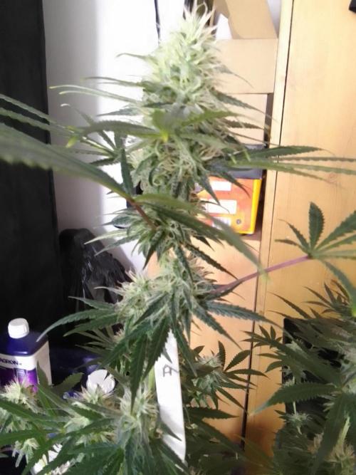 PURE SKUNK . Week 9