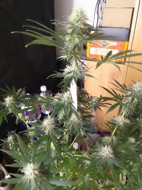 PURE SKUNK . Week 9