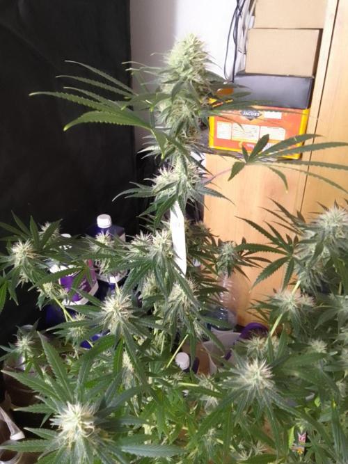 PURE SKUNK . Week 9