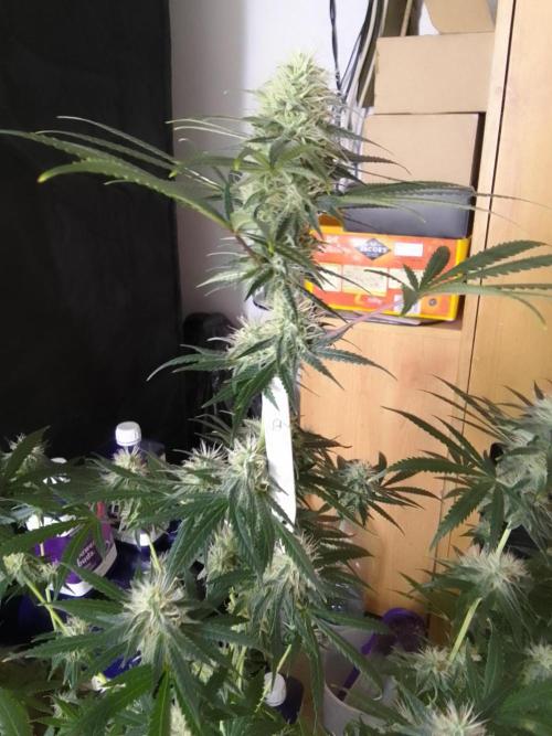 PURE SKUNK . Week 9