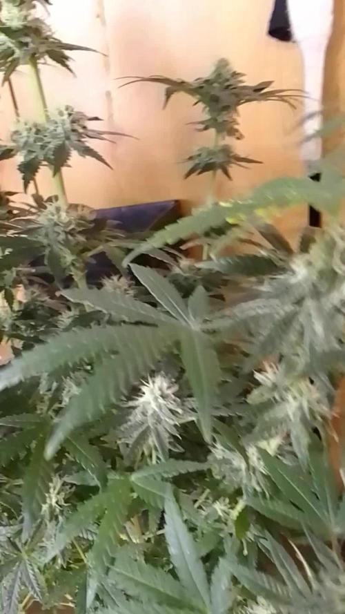 PURE SKUNK 