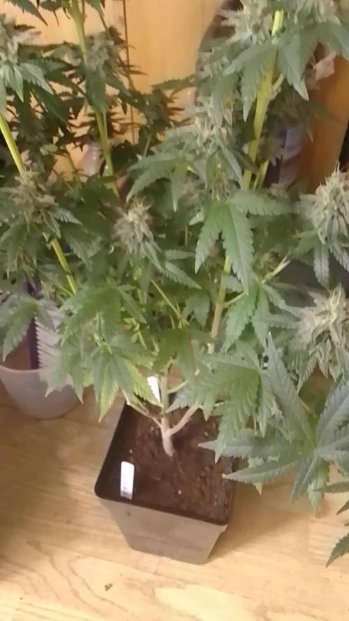 PURE SKUNK