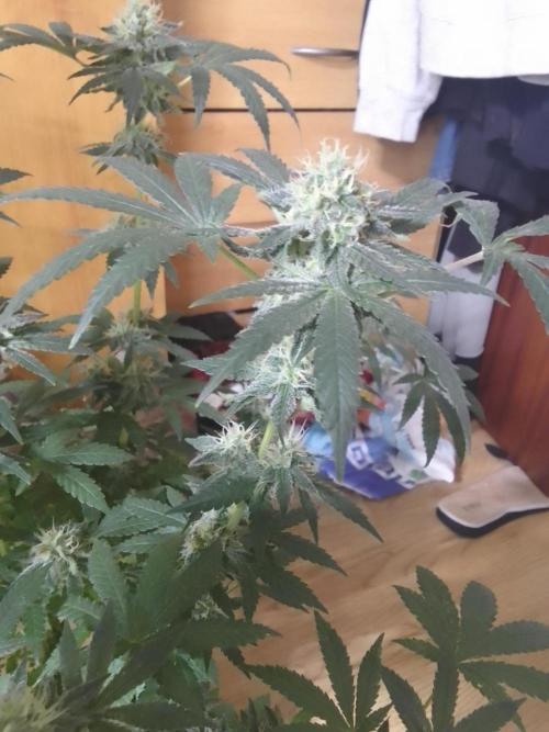PURE SKUNK . Week 10