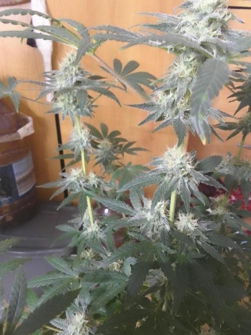 PURE SKUNK . Week 10
