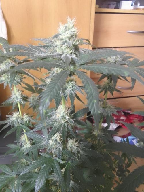 PURE SKUNK . Week 10