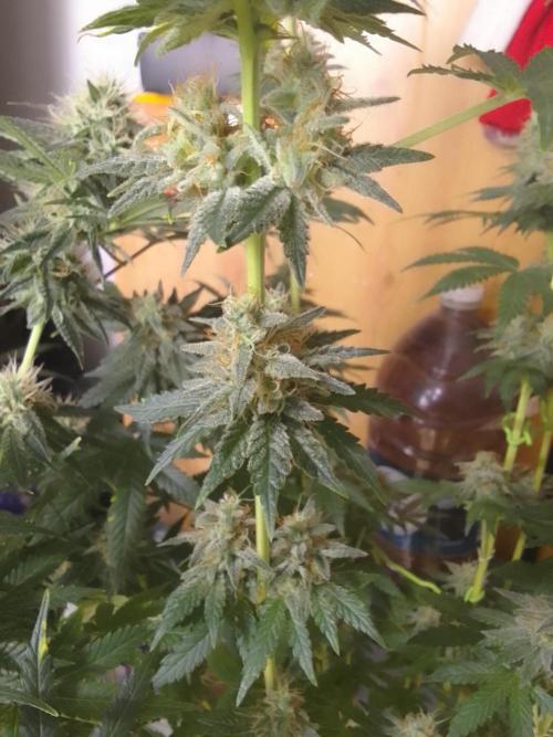 PURE SKUNK . Week 10
