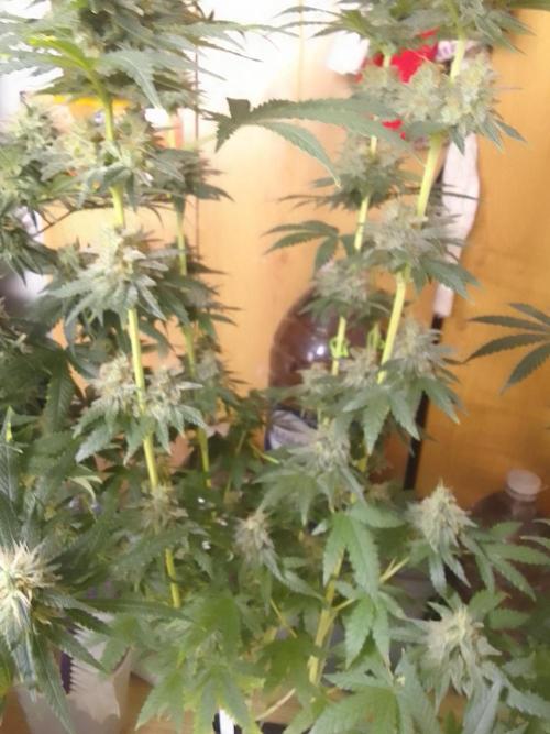 PURE SKUNK . Week 10
