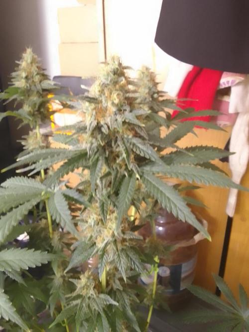 PURE SKUNK . Week 10