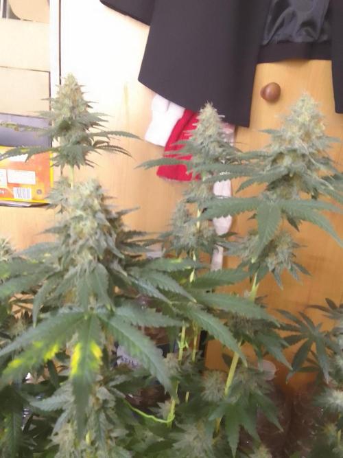 PURE SKUNK . Week 10