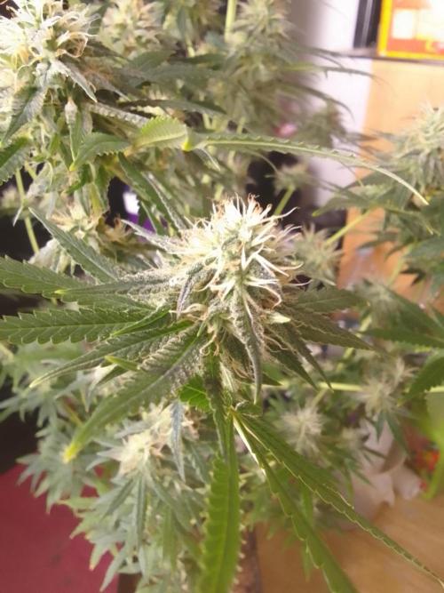 PURE SKUNK . Week 10