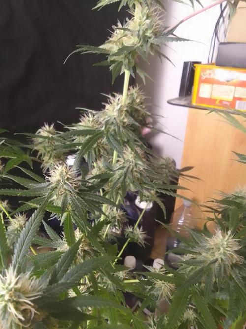 PURE SKUNK . Week 10