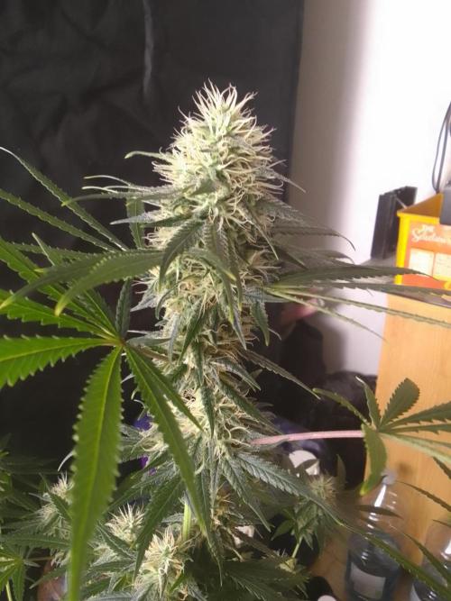 PURE SKUNK . Week 10