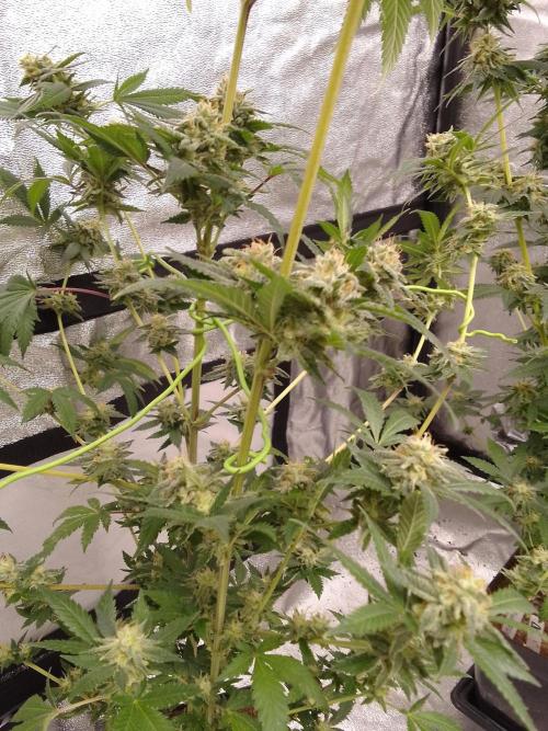 AMNESIA HAZE GO FAST kannabia seed's. Week 14