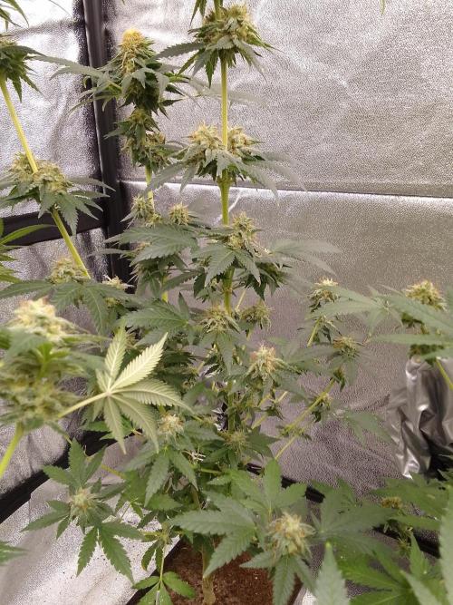 AMNESIA HAZE GO FAST kannabia seed's. Week 14