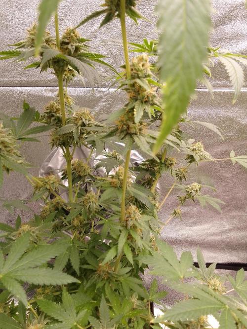 AMNESIA HAZE GO FAST kannabia seed's. Week 14