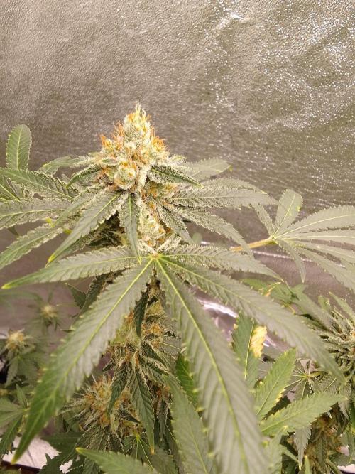 AMNESIA HAZE GO FAST kannabia seed's. Week 14