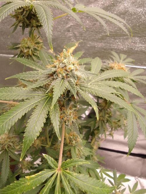 AMNESIA HAZE GO FAST kannabia seed's. Week 14