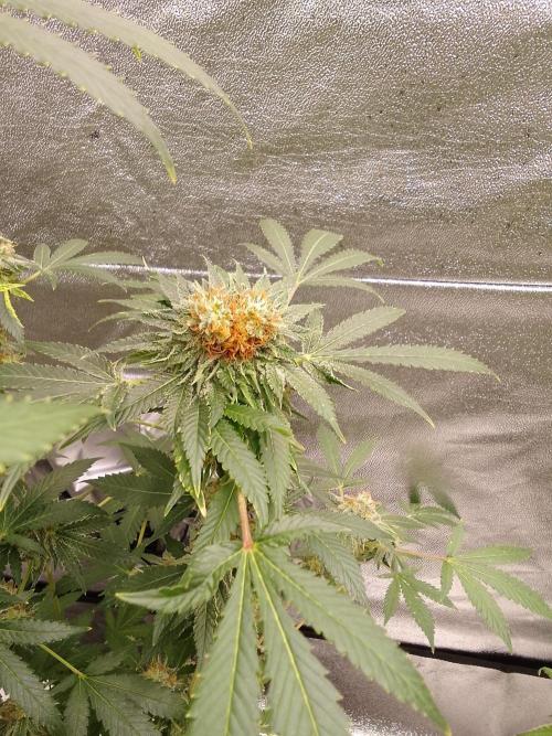 AMNESIA HAZE GO FAST kannabia seed's. Week 14