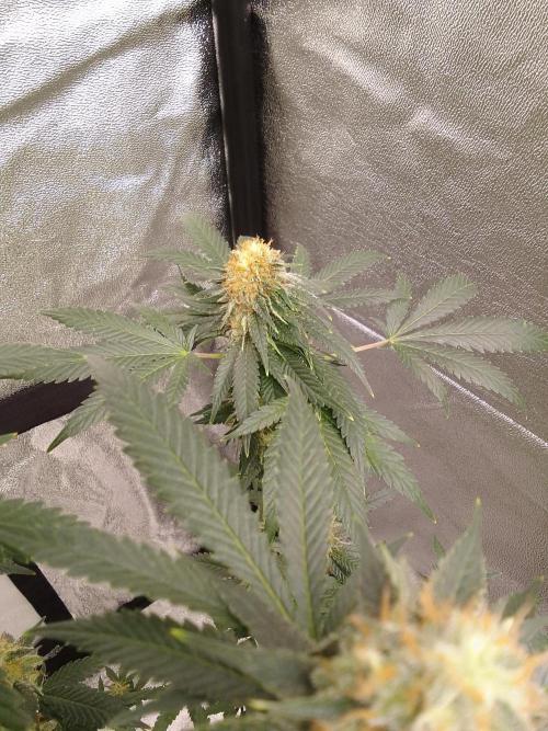 AMNESIA HAZE GO FAST kannabia seed's. Week 14