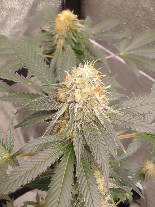 AMNESIA HAZE GO FAST kannabia seed's. Week 14