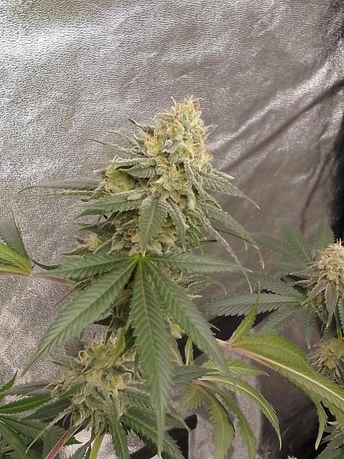 AMNESIA HAZE GO FAST kannabia seed's. Week 14