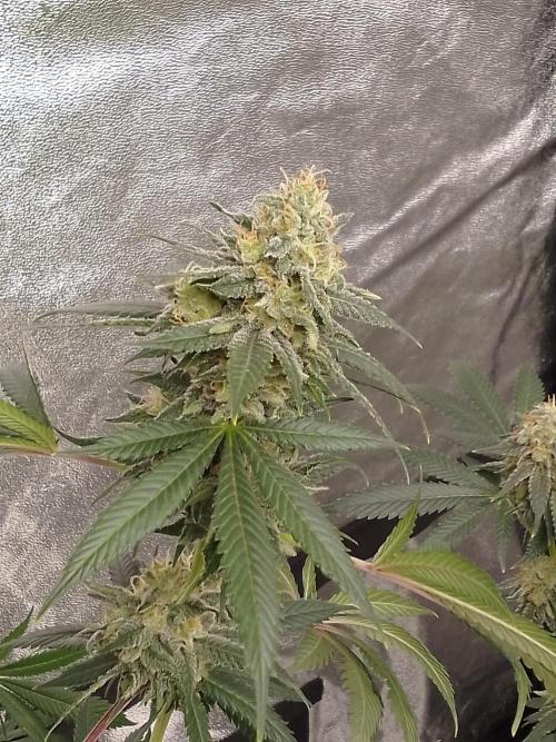 AMNESIA HAZE GO FAST kannabia seed's. Week 14