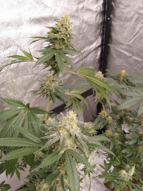 AMNESIA HAZE GO FAST kannabia seed's. Week 14