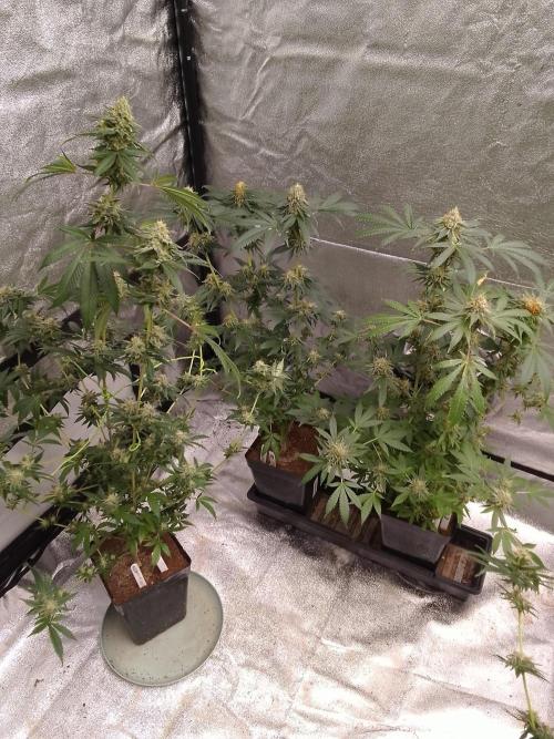 AMNESIA HAZE GO FAST kannabia seed's. Week 14