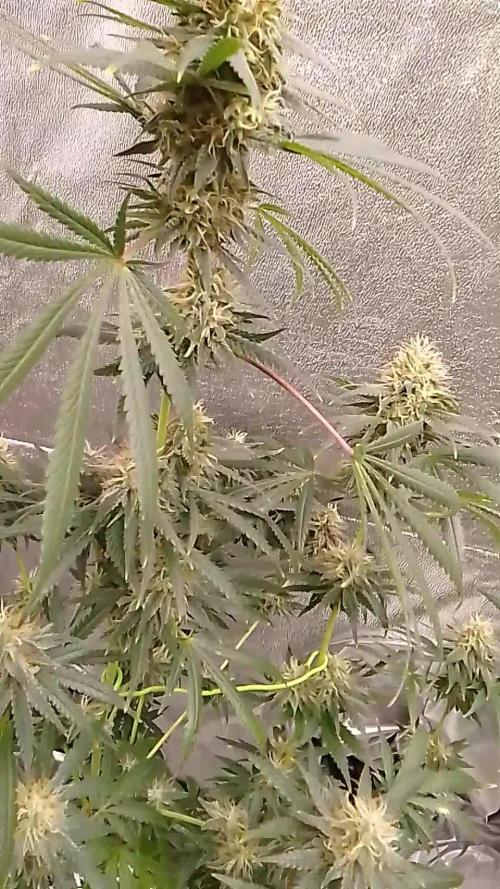 PURE SKUNK