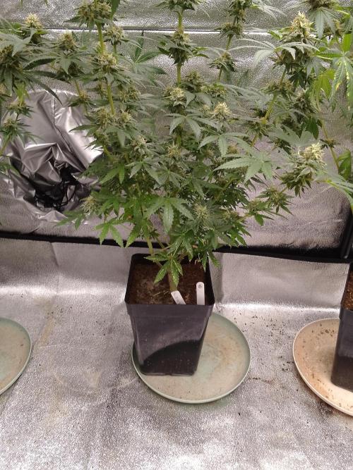 PURE SKUNK . Week 14