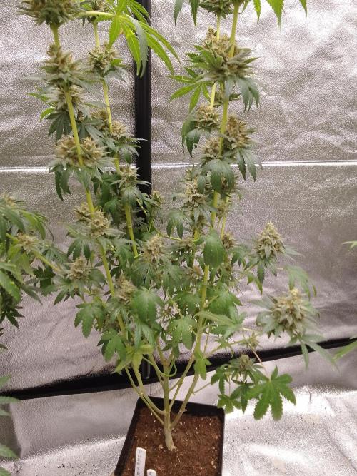 PURE SKUNK . Week 14