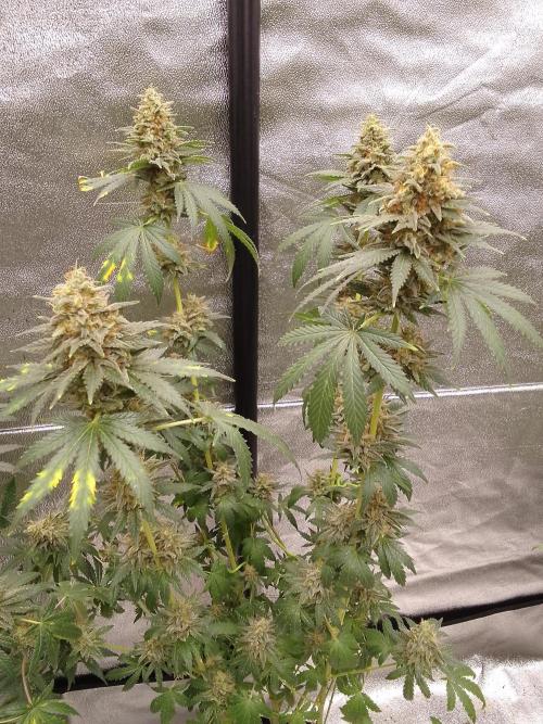 PURE SKUNK . Week 14