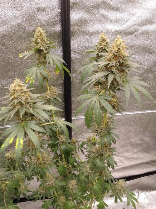 PURE SKUNK . Week 14