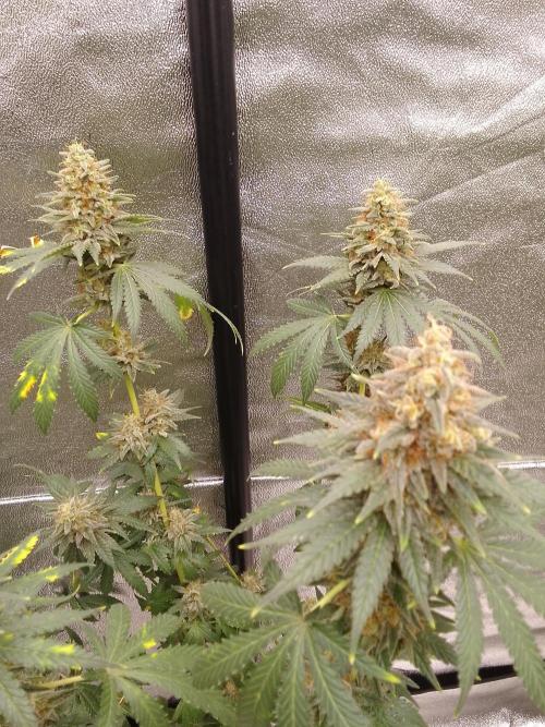 PURE SKUNK . Week 14