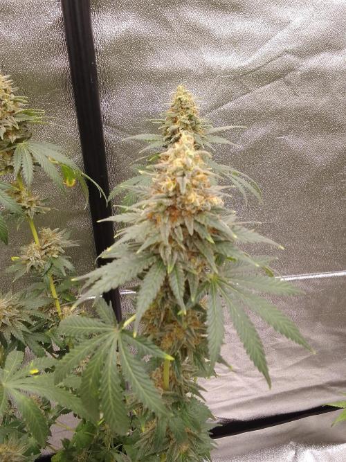 PURE SKUNK . Week 14