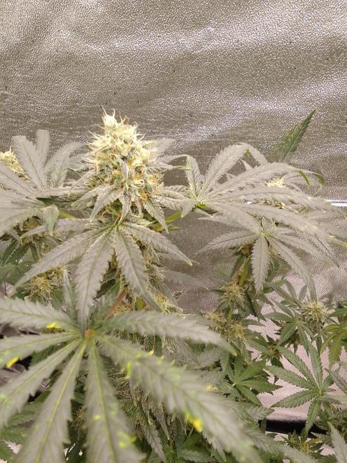 PURE SKUNK . Week 14