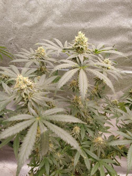 PURE SKUNK . Week 14