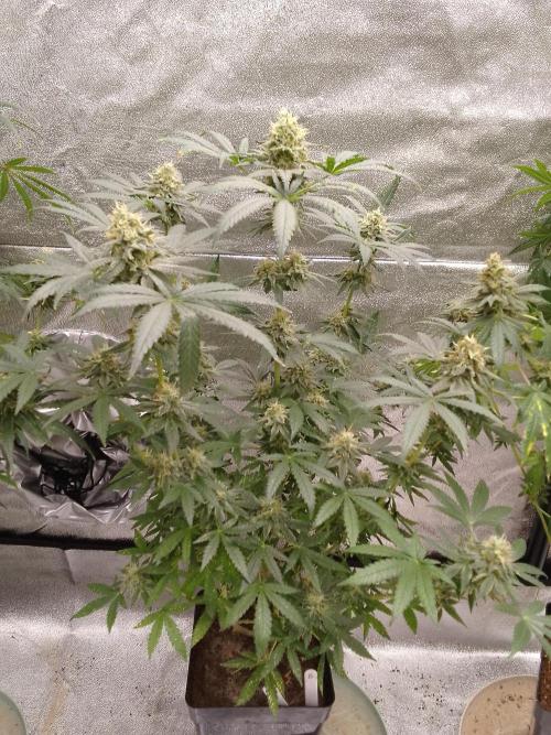 PURE SKUNK . Week 14