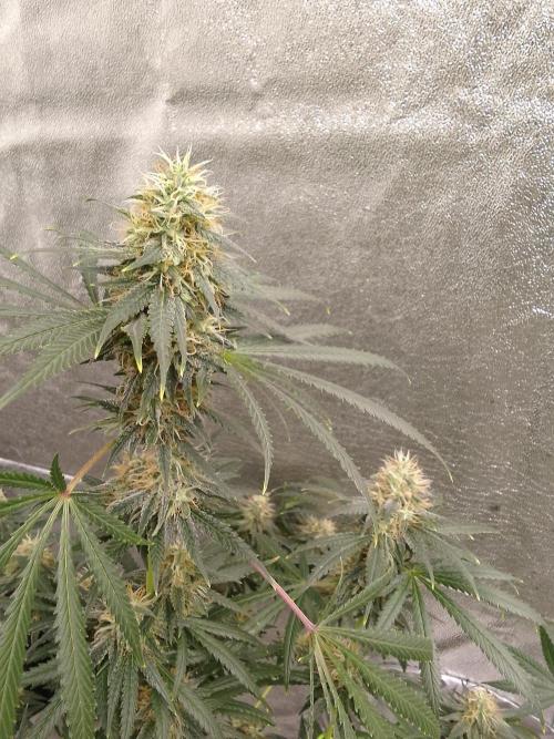 PURE SKUNK . Week 14